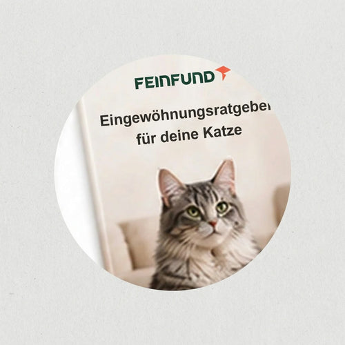 Eingewöhnungsratgeber für deine Katze